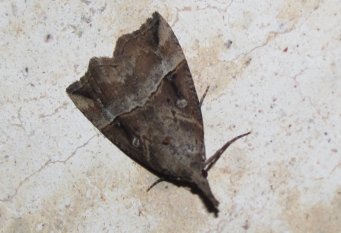 Hypena rostralis